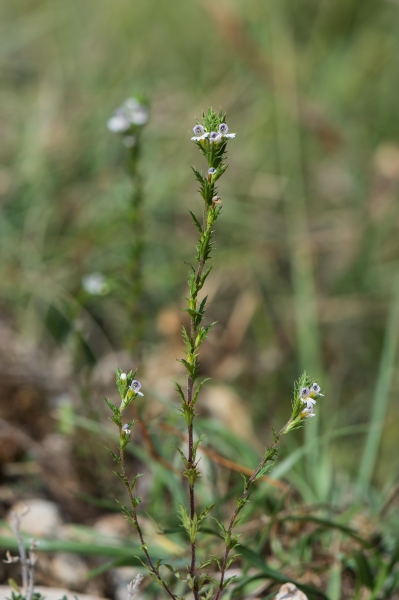 Pflanzenbild gross Salzburger Augentrost - Euphrasia salisburgensis