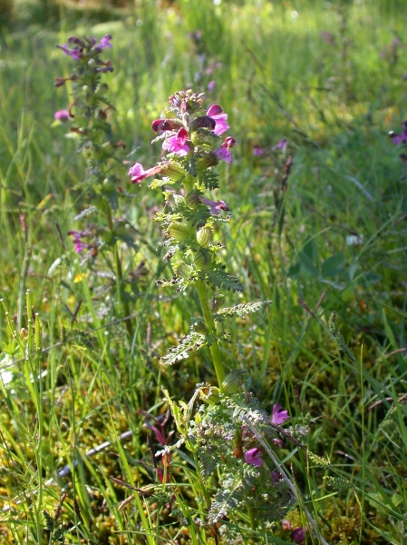 Pflanzenbild gross Sumpf-Läusekraut - Pedicularis palustris