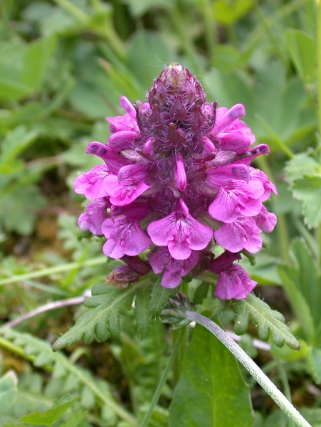 Pflanzenbild gross Quirlblättriges Läusekraut - Pedicularis verticillata