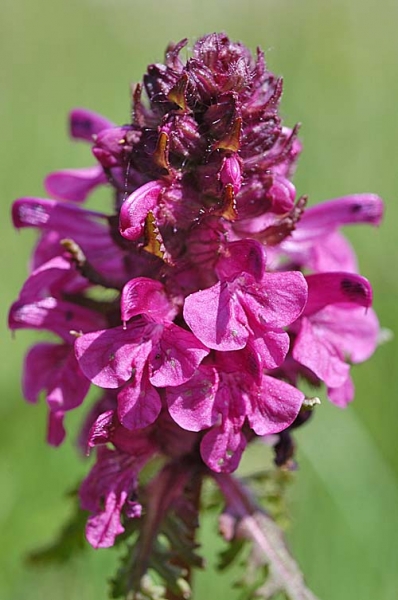 Pflanzenbild gross Quirlblättriges Läusekraut - Pedicularis verticillata