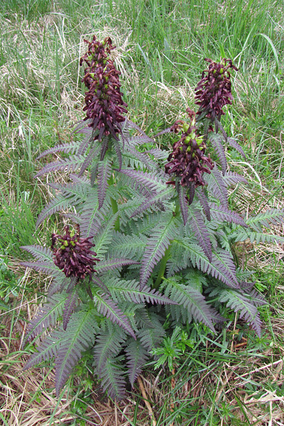 Pflanzenbild gross Gestutztes Läusekraut - Pedicularis recutita