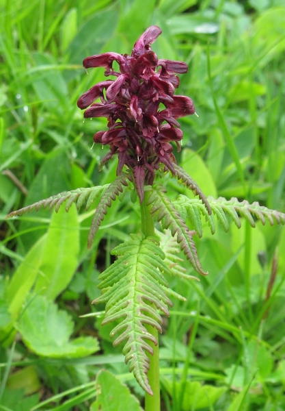 Pflanzenbild gross Gestutztes Läusekraut - Pedicularis recutita