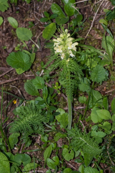 Pflanzenbild gross Blattreiches Läusekraut - Pedicularis foliosa