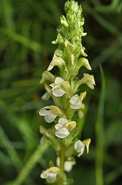 Pflanzenbild gross Aufsteigendes Läusekraut - Pedicularis ascendens