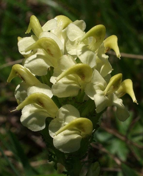 Pflanzenbild gross Knolliges Läusekraut - Pedicularis tuberosa