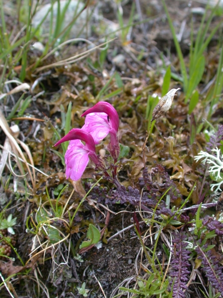 Pflanzenbild gross Kerners Läusekraut - Pedicularis kerneri