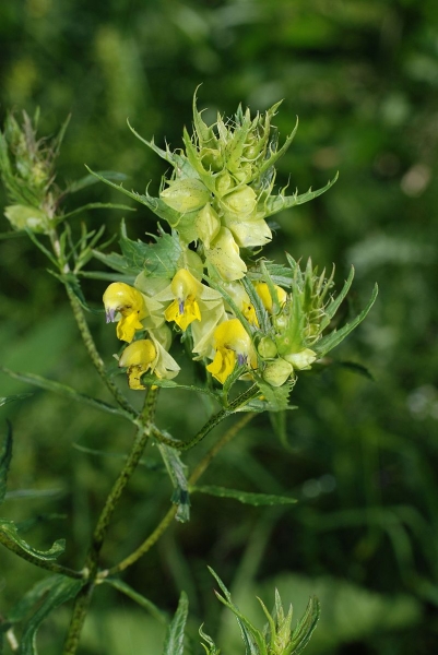 Pflanzenbild gross Grannen-Klappertopf - Rhinanthus glacialis