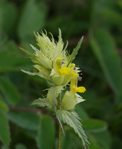 Pflanzenbild gross Grannen-Klappertopf - Rhinanthus glacialis