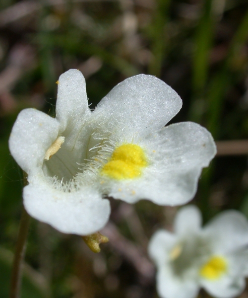 Pflanzenbild gross Alpen-Fettblatt - Pinguicula alpina
