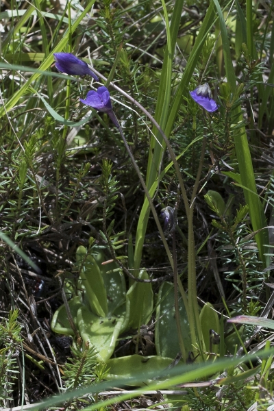 Pflanzenbild gross Gemeines Fettblatt - Pinguicula vulgaris