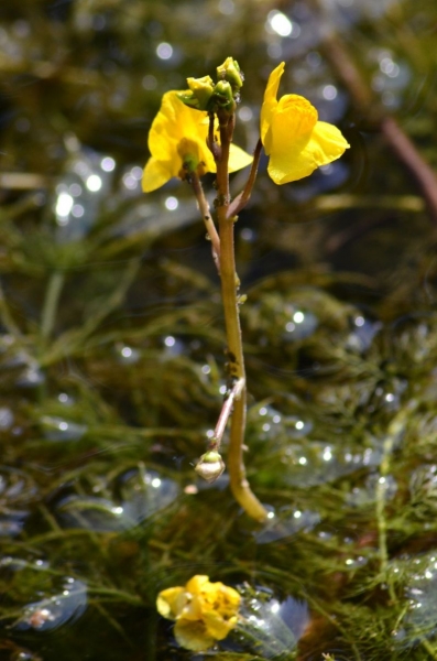 Pflanzenbild gross Südlicher Wasserschlauch - Utricularia australis