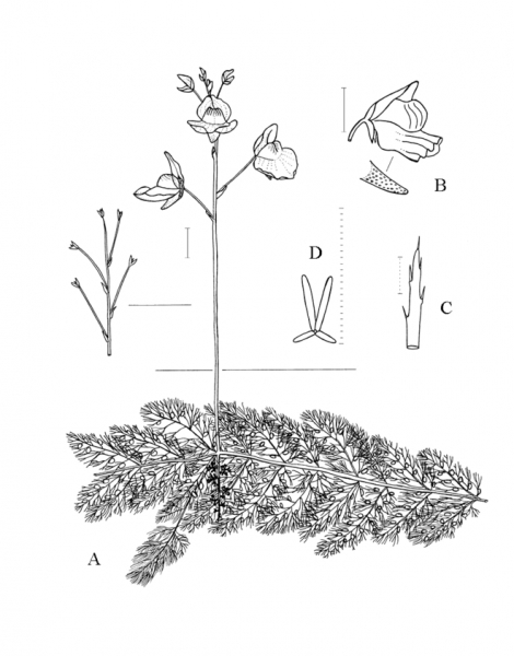 Pflanzenbild gross Südlicher Wasserschlauch - Utricularia australis