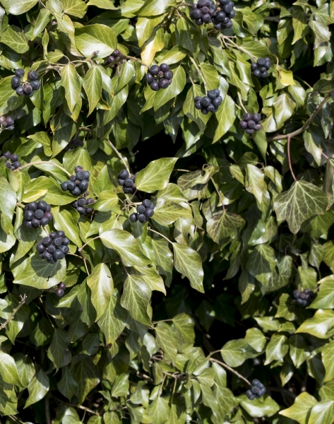 Pflanzenbild gross Efeu - Hedera helix