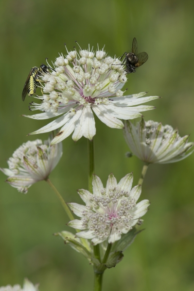 Pflanzenbild gross Grosse Sterndolde - Astrantia major