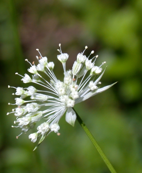 Pflanzenbild gross Kleine Sterndolde - Astrantia minor