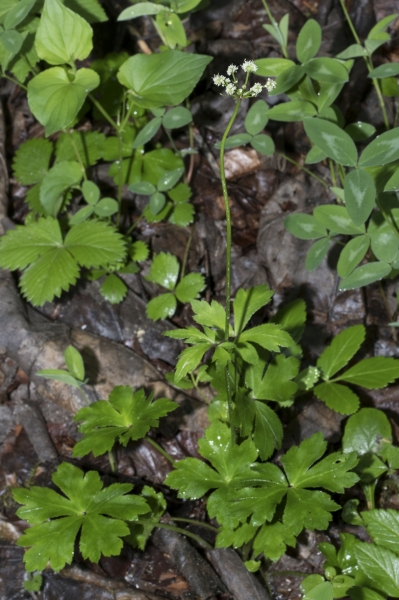 Pflanzenbild gross Sanikel - Sanicula europaea