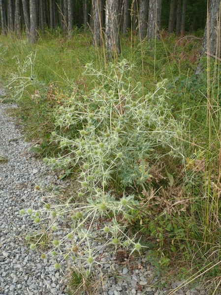 Pflanzenbild gross Feld-Mannstreu - Eryngium campestre