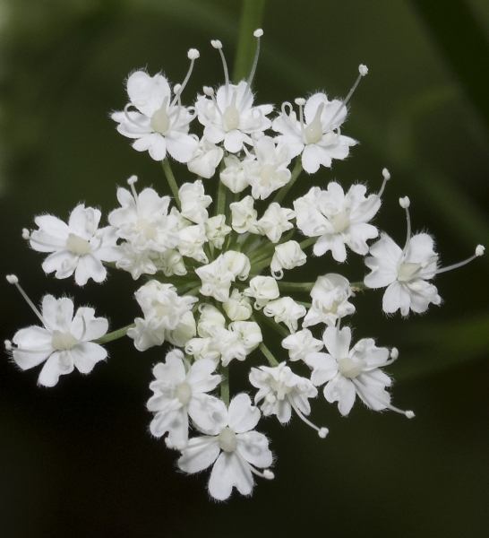 Pflanzenbild gross Gewöhnlicher Gebirgs-Kälberkropf - Chaerophyllum hirsutum