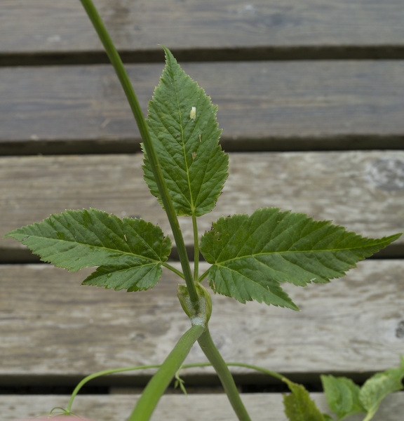 Pflanzenbild gross Geissfuss - Aegopodium podagraria