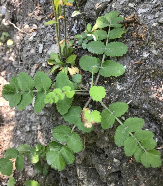 Pflanzenbild gross Gewöhnliche Kleine Bibernelle - Pimpinella saxifraga