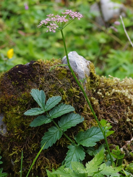 Pflanzenbild gross Grosse Bibernelle - Pimpinella major