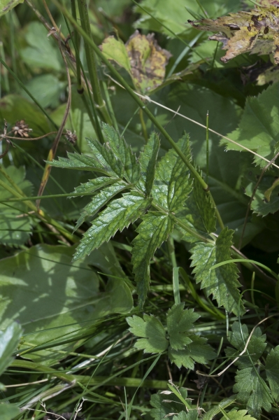 Pflanzenbild gross Grosse Bibernelle - Pimpinella major