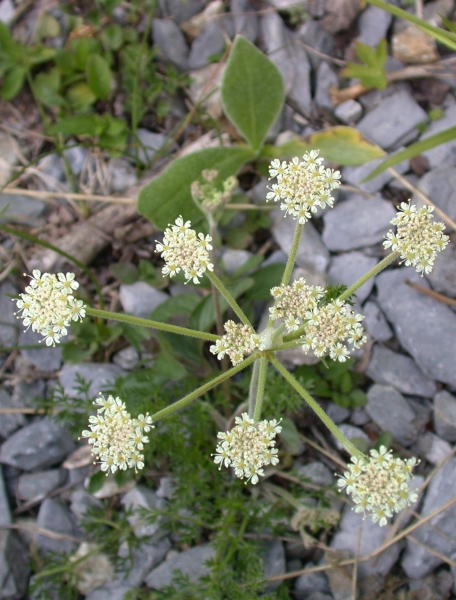 Pflanzenbild gross Augenwurz - Athamanta cretensis