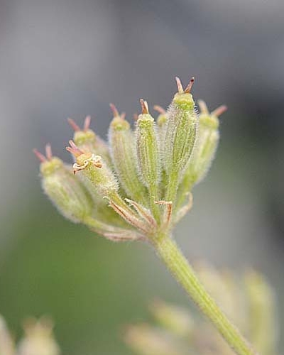 Pflanzenbild gross Augenwurz - Athamanta cretensis