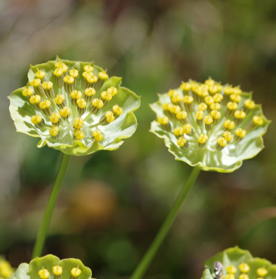 Pflanzenbild gross Sternblütiges Hasenohr - Bupleurum stellatum