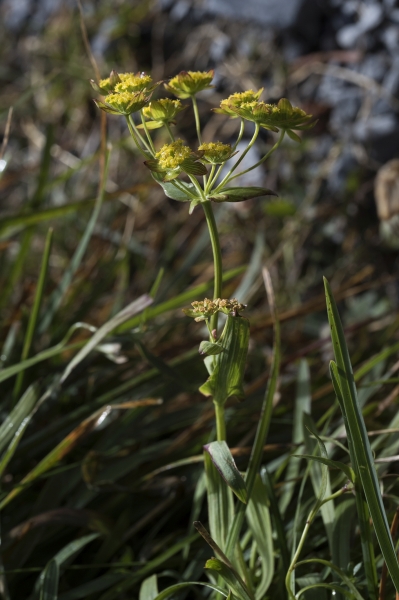 Pflanzenbild gross Gewöhnliches Hahnenfuss-Hasenohr - Bupleurum ranunculoides subsp. ranunculoides
