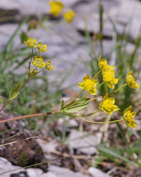 Pflanzenbild gross Gewöhnliches Hahnenfuss-Hasenohr - Bupleurum ranunculoides subsp. ranunculoides