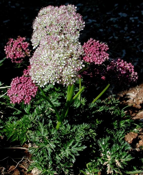 Pflanzenbild gross Alpen-Liebstock - Ligusticum mutellina