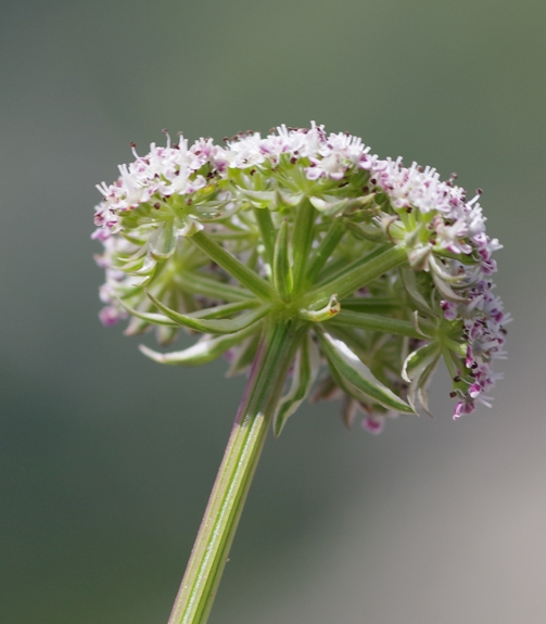 Pflanzenbild gross Zwerg-Liebstock - Ligusticum mutellinoides