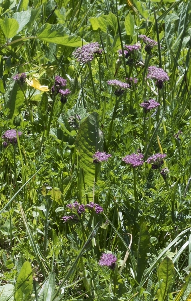 Pflanzenbild gross Alpen-Liebstock - Ligusticum mutellina