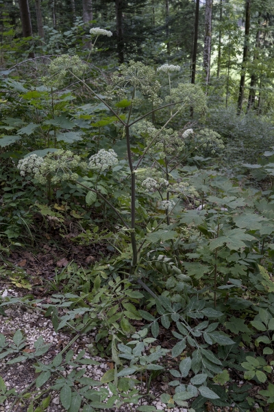 Pflanzenbild gross Wilde Brustwurz - Angelica sylvestris