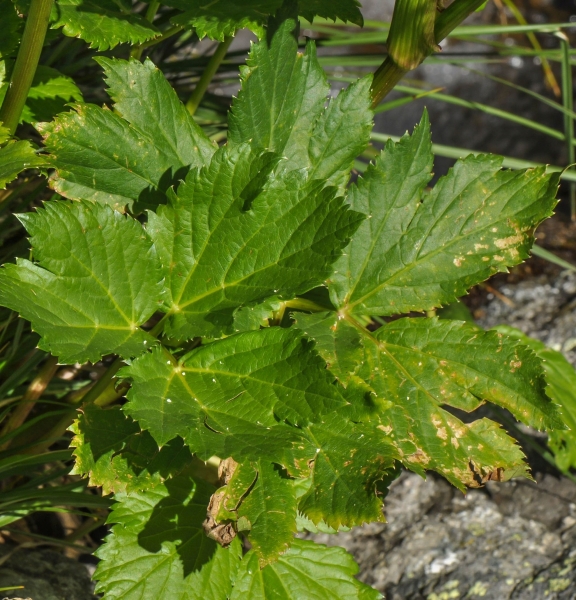 Pflanzenbild gross Meisterwurz - Peucedanum ostruthium