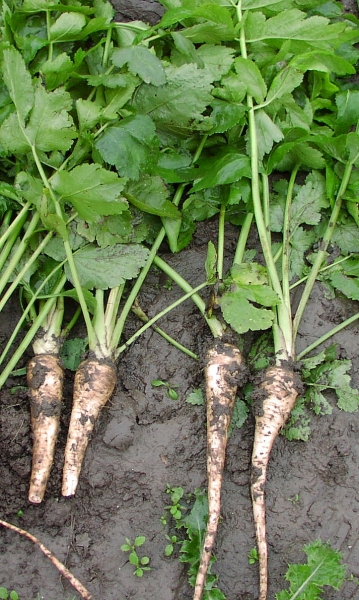 Pflanzenbild gross Pastinak - Pastinaca sativa