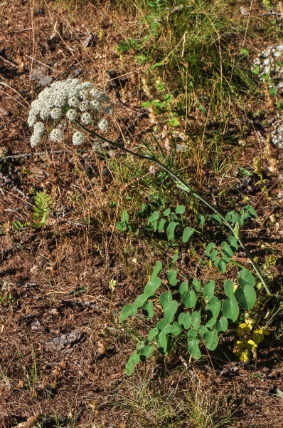Pflanzenbild gross Breitblättriges Laserkraut - Laserpitium latifolium