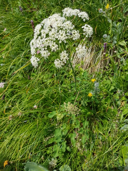 Pflanzenbild gross Breitblättriges Laserkraut - Laserpitium latifolium