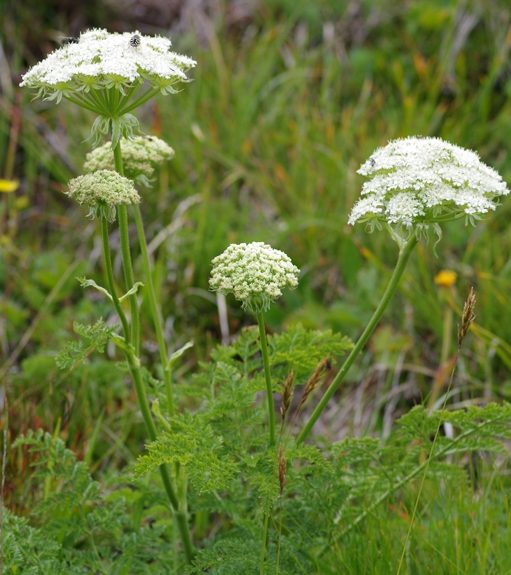 Pflanzenbild gross Hallers Laserkraut - Laserpitium halleri
