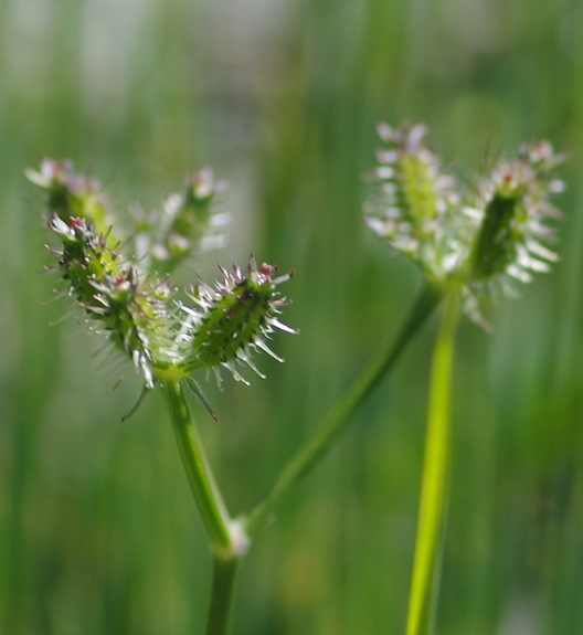 Pflanzenbild gross Möhren-Haftdolde - Caucalis platycarpos