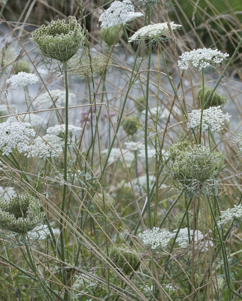Pflanzenbild gross Wilde Möhre - Daucus carota