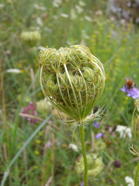 Pflanzenbild gross Wilde Möhre - Daucus carota