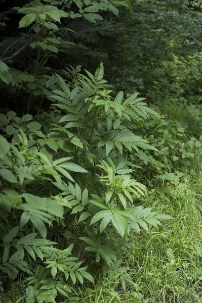 Pflanzenbild gross Zwerg-Holunder - Sambucus ebulus