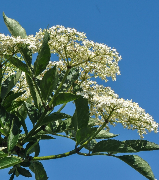 Pflanzenbild gross Schwarzer Holunder - Sambucus nigra