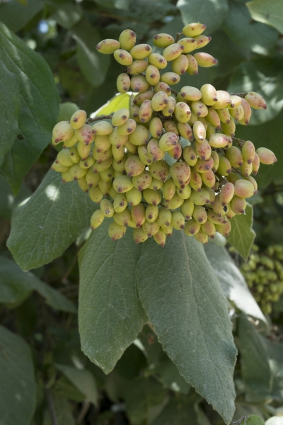 Pflanzenbild gross Wolliger Schneeball - Viburnum lantana
