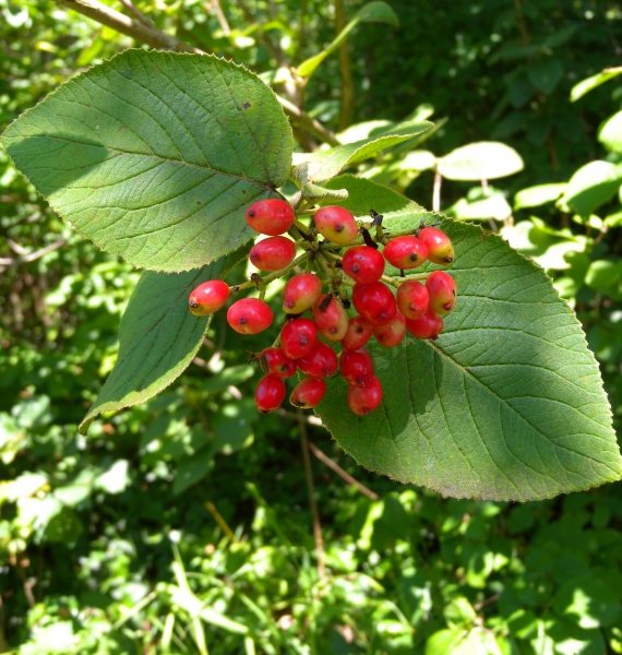 Pflanzenbild gross Wolliger Schneeball - Viburnum lantana