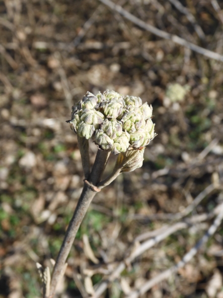 Pflanzenbild gross Gemeiner Schneeball - Viburnum opulus