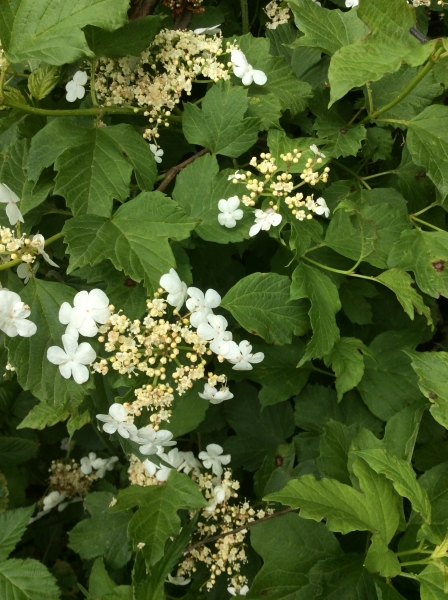 Pflanzenbild gross Gemeiner Schneeball - Viburnum opulus