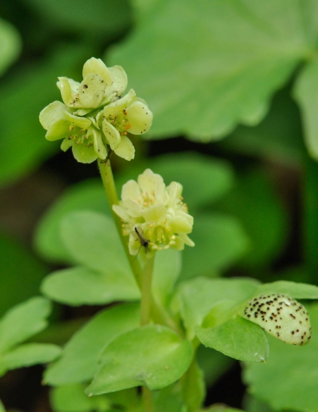 Pflanzenbild gross Bisamkraut - Adoxa moschatellina